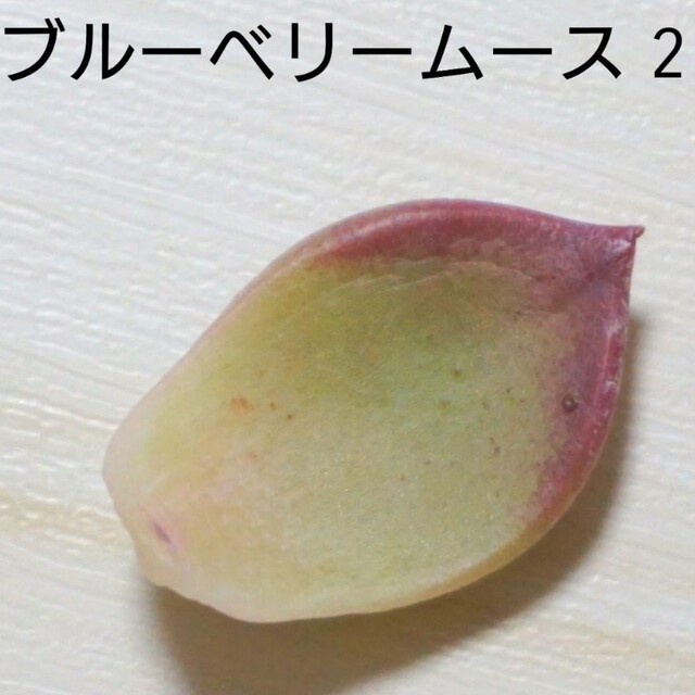 ブルーベリームース ② 葉挿し 未発芽未発根 多肉植物 レア 希少