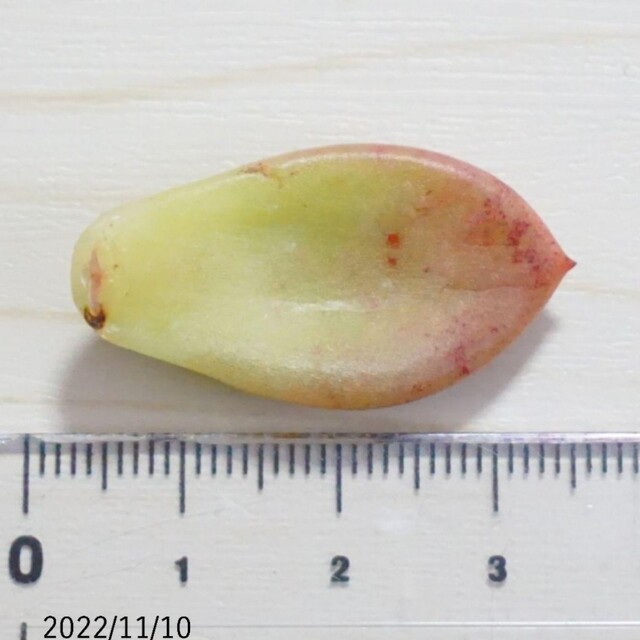 toe beans 葉挿し ① 一点のみ 未発芽未発根 多肉植物 レア 希少 その他のその他(その他)の商品写真