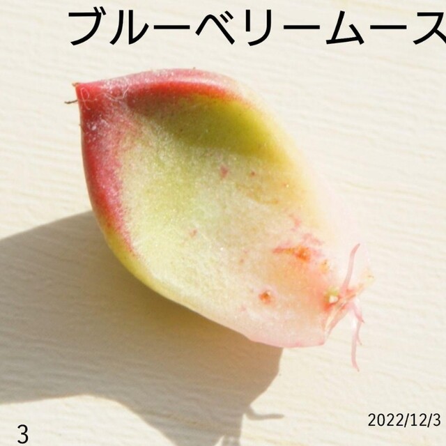 ブルーベリームース ③ 葉挿し 発芽発根済み！ 多肉植物 レア 希少 ...