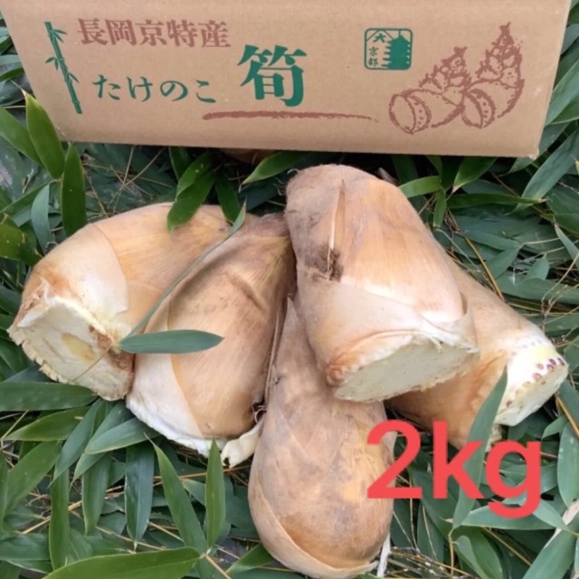 【予約品】京都 長岡京 白子たけのこ 2kg 4月初旬から順次発送 | フリマアプリ ラクマ