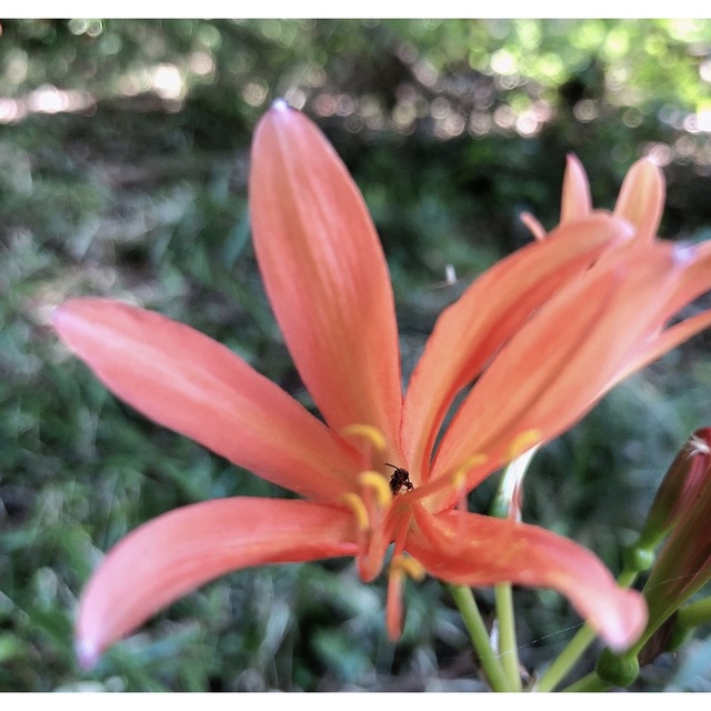 20球 キツネノカミソリ 狐の剃刀 リコリス オレンジ色の花 山野草 小さめの花