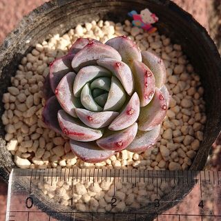 アリエル丼　多肉寄植え