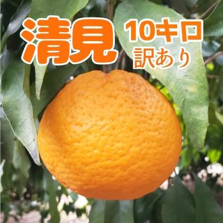 清美ｵﾚﾝｼﾞ 10㌔ 訳あり 送料無料(フルーツ)