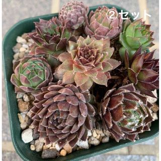 センペルビウム  ＊② 寄せ植えセット＊お名前なし(その他)