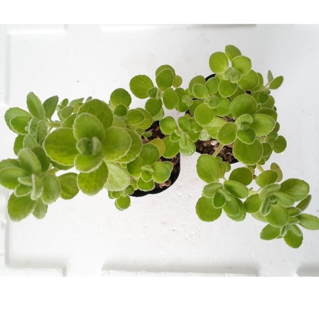 アロマティカス・根っこ付き、5〜6株 虫よけ アロマティカス の鉢植 5月27日〜7月7日の間でご指定OK4個まで同梱ok 虫除け ハーブキューバンオレガノ ゴキブリハーブ コバエ 撃退 ゼラニウム