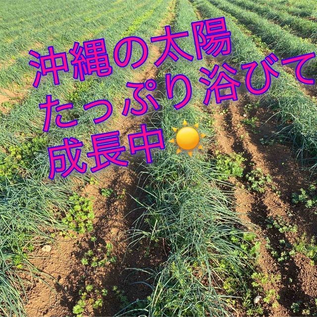 沖縄県産　島らっきょう　細め　500g  食品/飲料/酒の食品(野菜)の商品写真