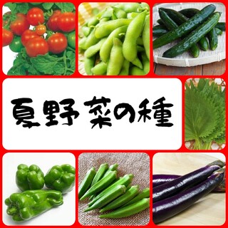 夏　野菜の種　種子　固定種【2023年】(その他)