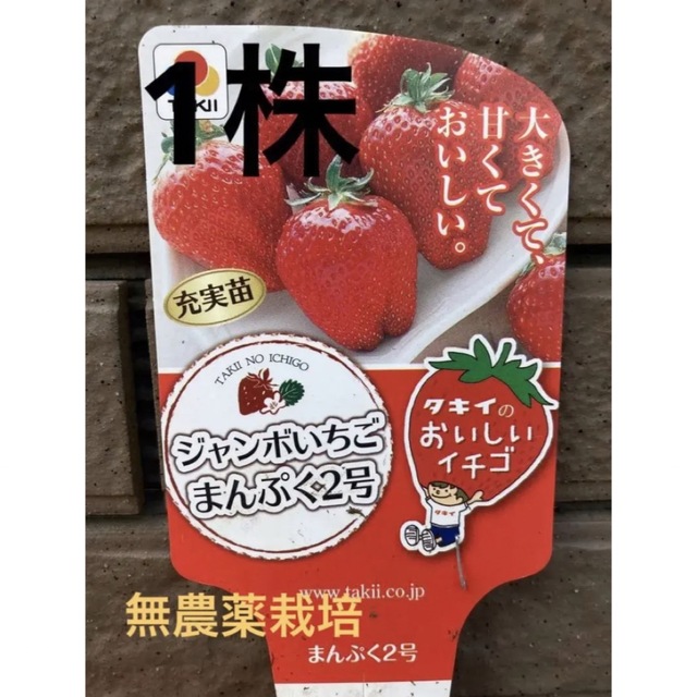SALE/96%OFF】 いちご 苗 3号ポット苗 いちご苗8ポット おまけ1ポット