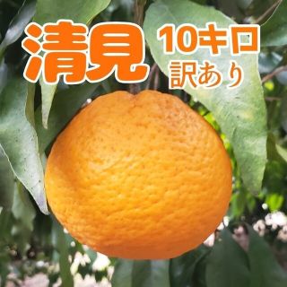 清美ｵﾚﾝｼﾞ 10㌔ 訳あり  送料無料(フルーツ)