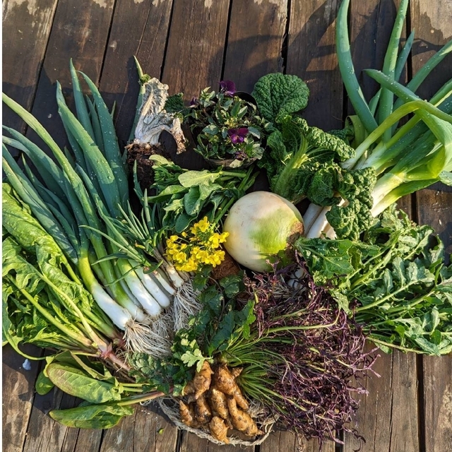 無農薬野菜セット　fickle beat 食品/飲料/酒の食品(野菜)の商品写真