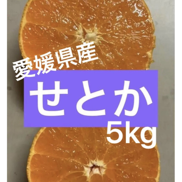 愛媛県産 せとか みかん ミカン 箱込み5kg