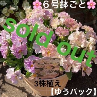 🌸sold out🌸《ビオラ苗　ヌーヴェルヴァーグ　アンジュ》６号鉢ごと⭐️(その他)