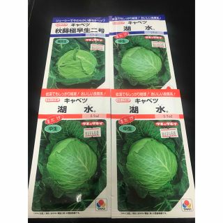 野菜の種　(キャベツ)(野菜)