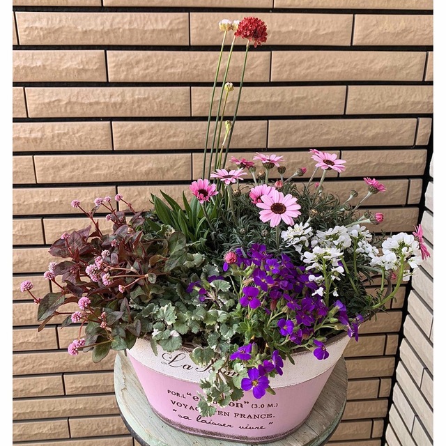春の寄せ植え ピンクのブリキ鉢に♪フラワー/ガーデン