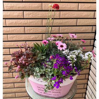 春の寄せ植え ピンクのブリキ鉢に♪(プランター)