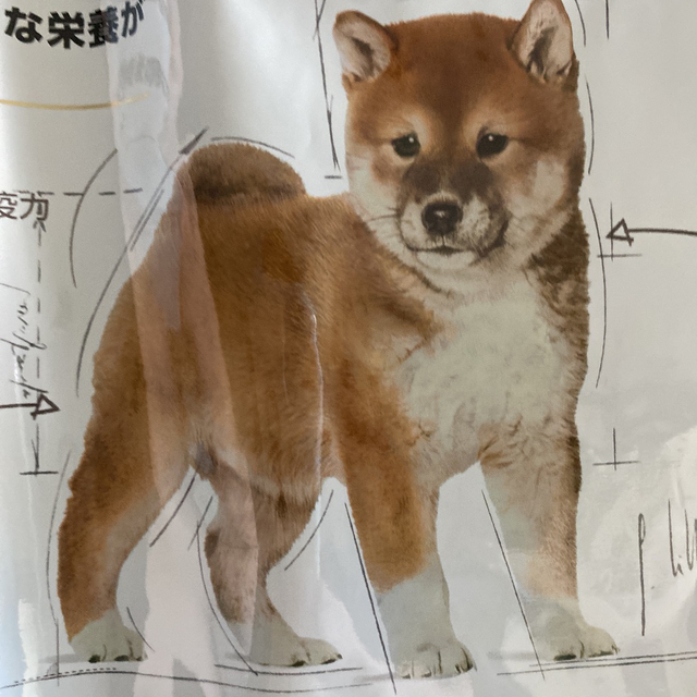 ご専用　柴犬仔犬用その他