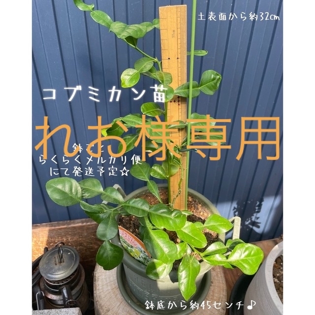 コブミカン苗　バイマックルー　天然アロマ　鉢ごと発送 食品/飲料/酒の食品(調味料)の商品写真