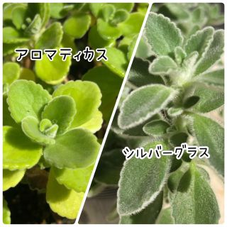 カット苗🌱アロマティカスとシルバーグラスのセット🌱(その他)