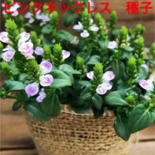 ピンクネックレス　種　花の種(その他)