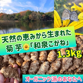❤️【最高品質】菊芋『和泉こがね』（大阪いずみ産）1.3kg(野菜)