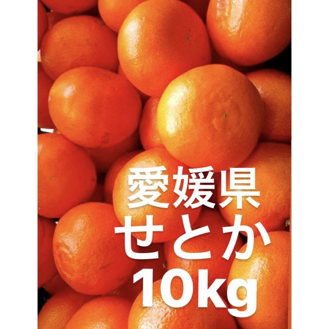 愛媛県産　せとか　柑橘　　10kg