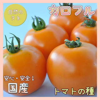 【国内育成・採取】 カロフル 家庭菜園 種 タネ トマト 野菜(野菜)