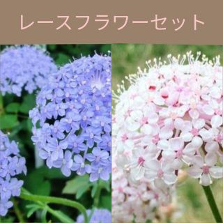 育て方付き❀暑さにも強い！切り花や花材にも人気の*レースフラワーセット*花の種(その他)