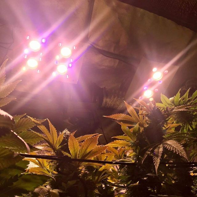 在庫処分】Hipargero HG800 LED植物育成ライト