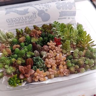 多肉植物セダム　カット苗　1(その他)