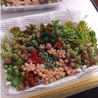 多肉植物　セダム　カット苗 2(その他)