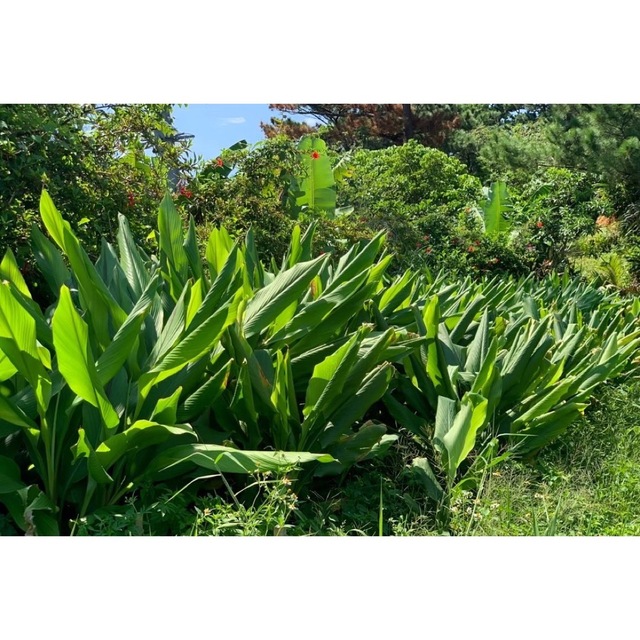 沖縄県産 無農薬 生　秋ウコン1kg なくなり次第終了 食品/飲料/酒の食品(野菜)の商品写真