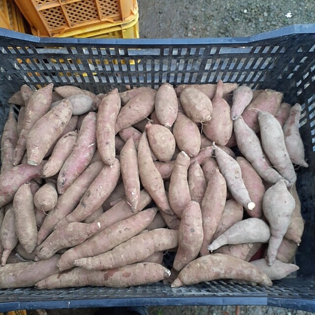 さつまいも紅はるか 食品/飲料/酒の食品(野菜)の商品写真