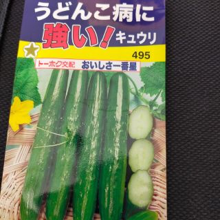 きゅうりの種＆食用マリーゴールド種(野菜)