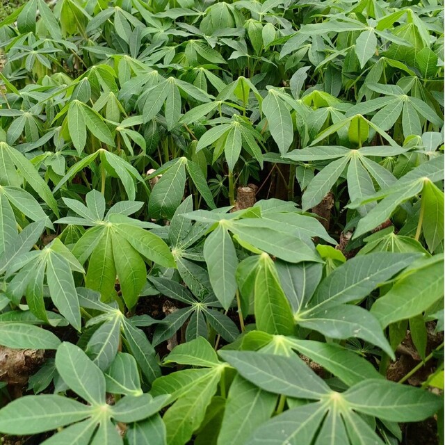 キャッサバ芋の苗 100本-