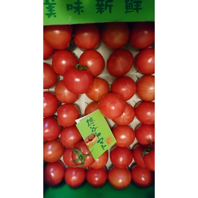 高知県産 徳谷トマト 送料込み 4k  (家庭用) フルーツトマト
