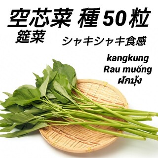 空芯菜（エンサイ、エンツァイ）種50粒(プランター)