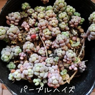 多肉植物【パープルヘイズ】抜き苗(プランター)