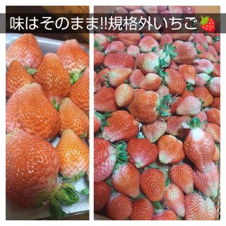 味はそのまま!!規格外いちご(B級品)(フルーツ)