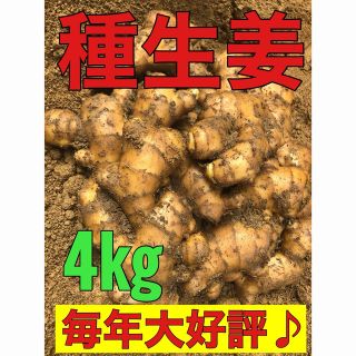 種生姜4kg