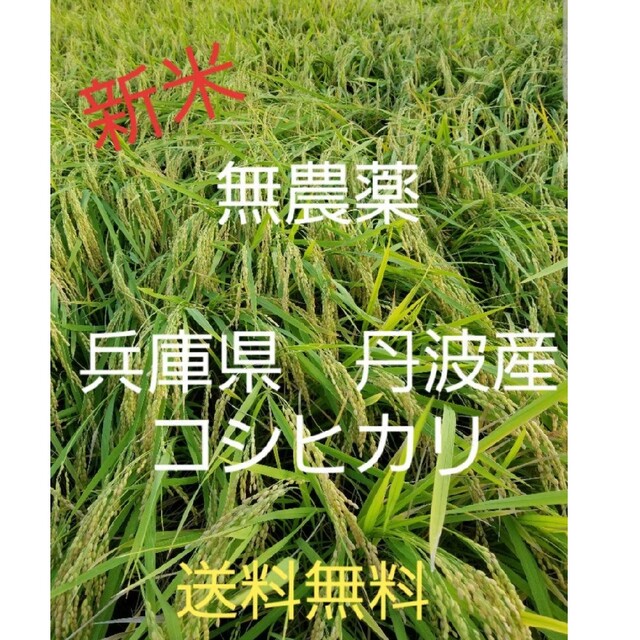 令和 兵庫県丹波産 無農薬コシヒカリキロ ファッション