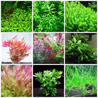水草セット　人気の水草5本　育成カード付　パールグラス　ロタラインディカ　等(アクアリウム)