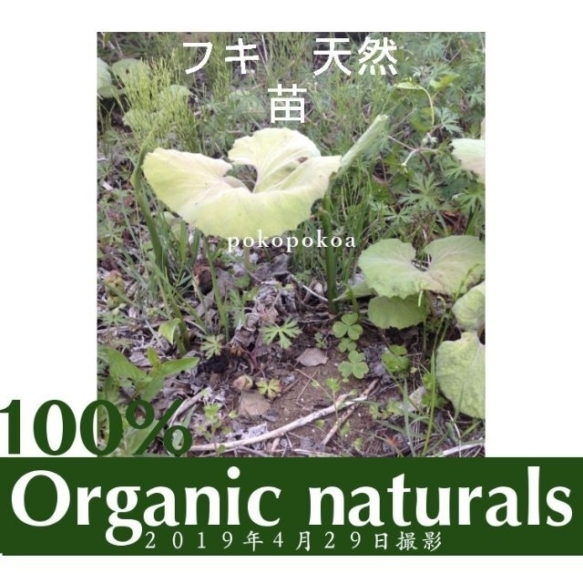 フキ　蕗　蕗の薹　フキノトウ　オーガニック１００　無肥料不耕起栽培 ハンドメイドのフラワー/ガーデン(その他)の商品写真