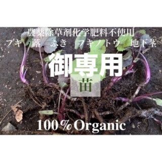 フキ　蕗　蕗の薹　フキノトウ　オーガニック１００　無肥料不耕起栽培(その他)