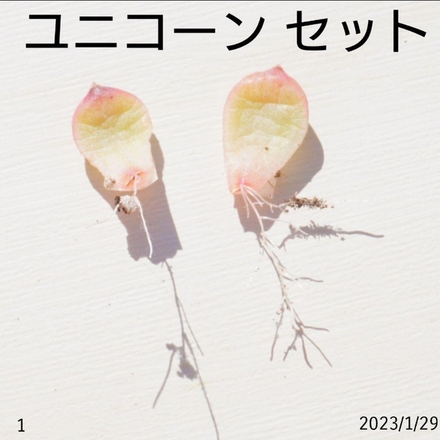 いラインアップ ユニコーン葉挿し①② セット 発根済み! 多肉植物