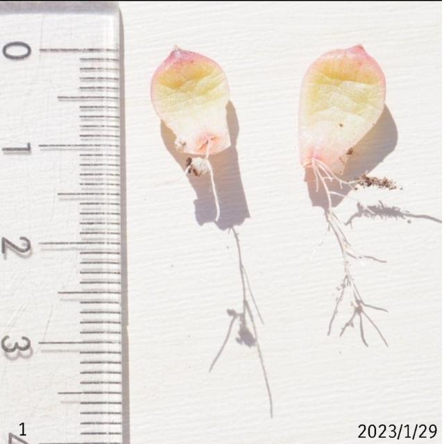 ユニコーン葉挿し①② セット 発根済み！ 多肉植物 レア その他のその他(その他)の商品写真