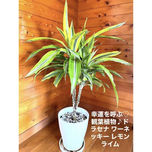 【B級品/育て方簡単】幸運を呼ぶ♡観葉植物♪ドラセナ ワーネッキー レモンライム土が乾いたらたっぷりと冬