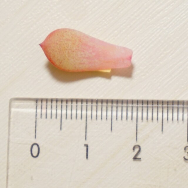 スズメ ( 雀 ) 葉挿し ① 未発芽未発根 多肉植物 高額品種 レア 希少