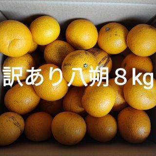 訳あり八朔８kg(フルーツ)