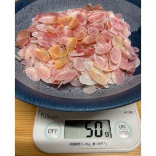 桜貝　50㌘(各種パーツ)