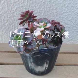 多肉植物　メラコ　群生株　抜き苗(その他)